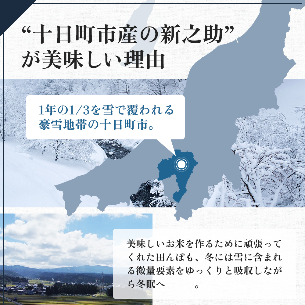 令和7年産 魚沼産 新之助 12kg(2kg×6袋) お米 米 コメ
