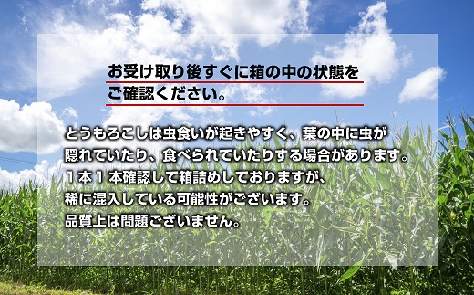 令和7年産 朝採れ とうもろこし ゴールドラッシュ Lサイズ 16本 甘い 国産 トウモロコシ 産地直送 新鮮 フレッシュ コーン 農園 野菜 農作物 わくわくファーム 送料無料 グルメ