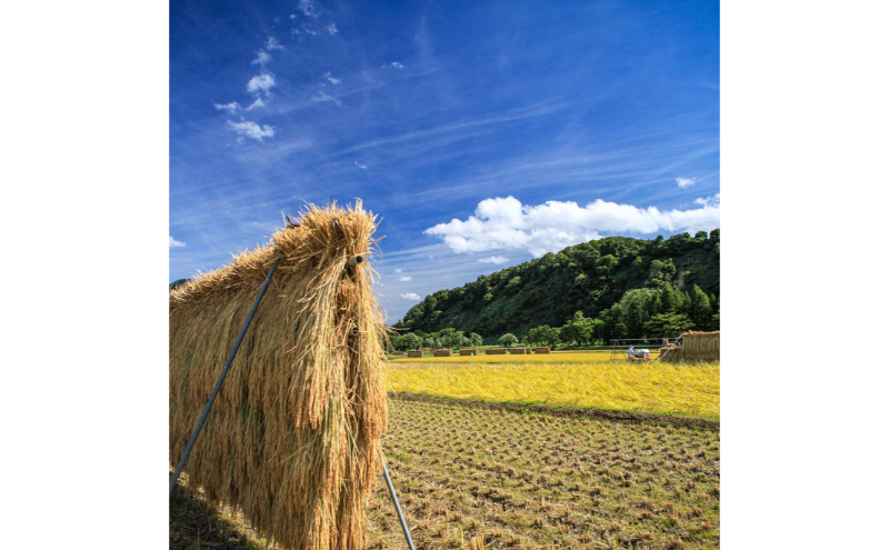 令和7年産！魚沼産 新之助【農家直送!】5kg×1袋 お米 米 コメ