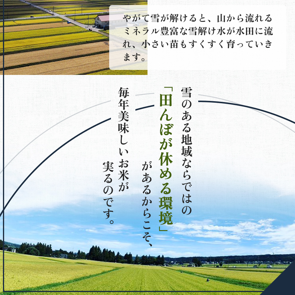 令和7年産 定期便 魚沼産 新之助 精米5kg×6回 お米 こめ コメ
