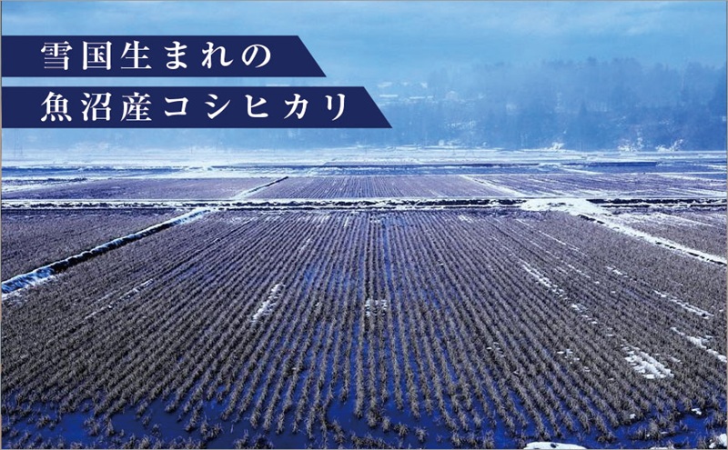 魚沼産コシヒカリ　厳選　低温管理　自社精米　5kg　新潟　こしひかり