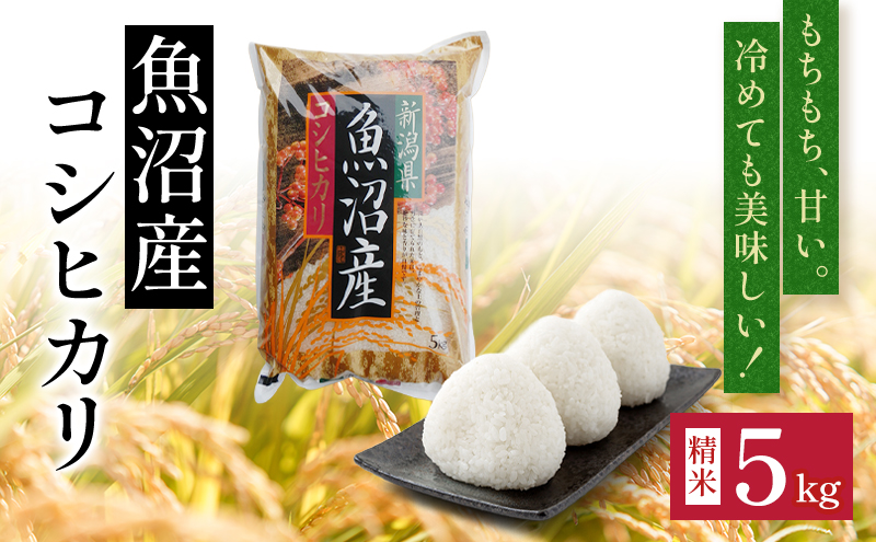 令和7年度産【十日町産】 魚沼産コシヒカリ5kg 米 お米 こしひかり 精米 新潟