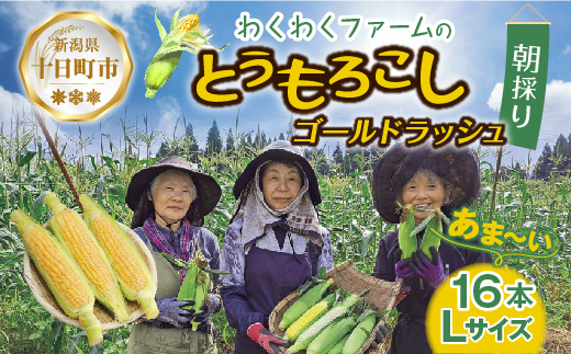 令和7年産 朝採れ とうもろこし ゴールドラッシュ Lサイズ 16本 甘い 国産 トウモロコシ 産地直送 新鮮 フレッシュ コーン 農園 野菜 農作物 わくわくファーム 送料無料 グルメ