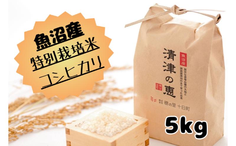 令和7年産魚沼産産特別栽培米コシヒカリ［清津の恵］精米5kg