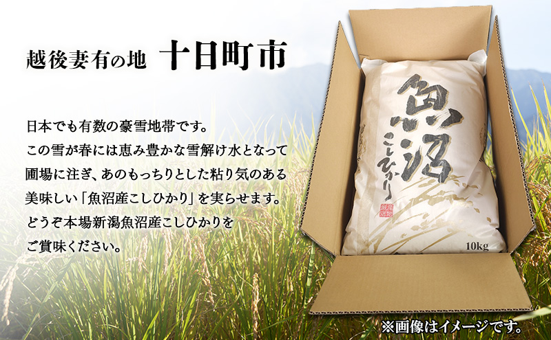 新潟県魚沼産こしひかり10Kg（精米） 米 コシヒカリ 精米 新潟県 十日町市