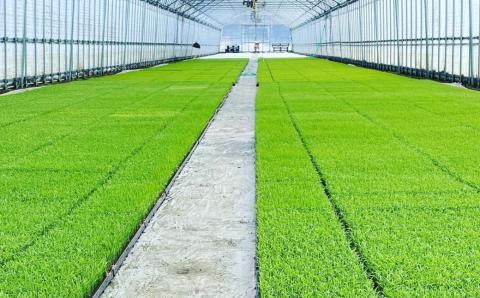 【新米受付・令和8年産米】空舞米 新潟県村上市岩船産 コシヒカリ精米6kg（2kg×3袋） NA4148