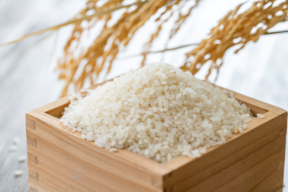 【令和7年産米】新潟県村上市岩船産 こしいぶき 5kg×2袋（合計10kg） 精米 お米 白米 1033001