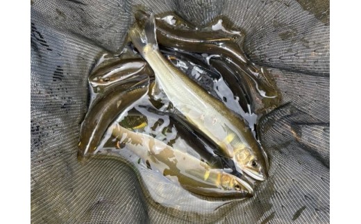 【2026年シーズン用】新潟県村上市「三面川（みおもてがわ）」鮎遊漁証（利用期間：2026年6月27日から11月30日まで）鮎 アユ あゆ 鮎釣り 遊漁券 フィッシング 釣り アウトドア 体験1044001