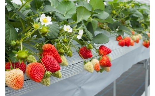 【数量限定】大粒いちご「越後姫」贈答用 12～15粒 約450g　1081005