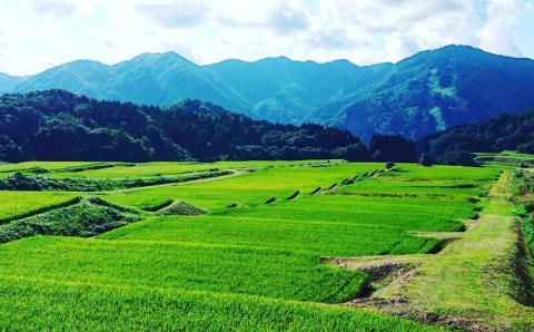 【令和7年産米】新潟県村上市岩船産 棚田米 コシヒカリ 玄米 10kg AB4041