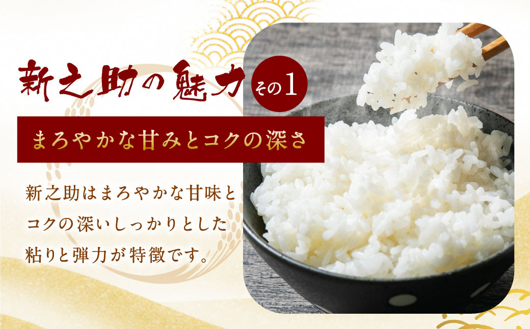 【令和7年産米】新潟県村上市岩船産 新之助 5kg　1013002