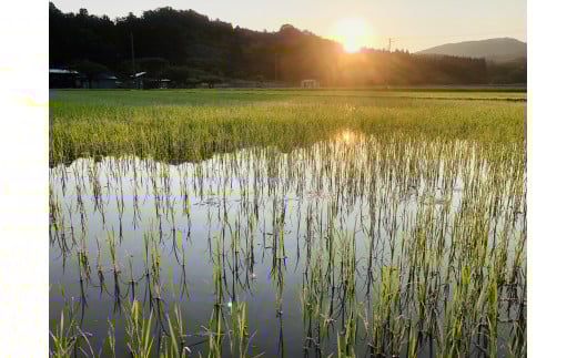 【令和7年産米】新潟県村上市桃川産　直播米　泥根性こしいぶき10㎏ 1040004