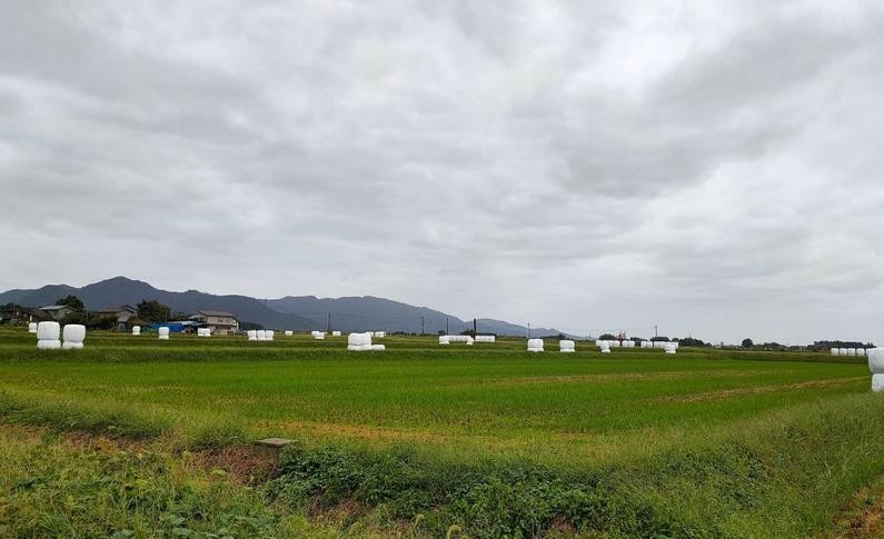 村上牛サーロインステーキ150g×3枚&モモステーキ130g×2枚 にいがた和牛 santaふぁーむ 国産 [1031005]