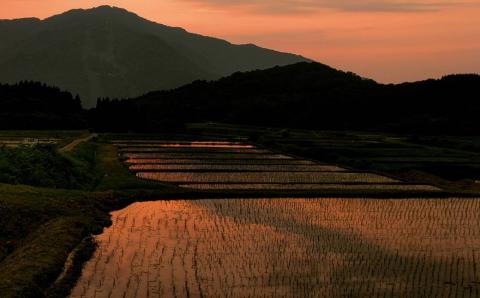 【令和7年産米】新潟県村上市岩船産 棚田米 コシヒカリ 6kg A4184