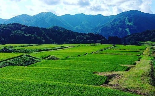 【令和7年産米】 こしいぶき 白米4kg（2kg×2） 新潟県村上市岩船産　1067100