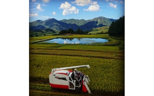 【令和7年産米】【12ヶ月定期便】新潟県村上市岩船産 棚田米コシヒカリ 4kg（2kg×2袋）+パックごはん(150g×1個) ×12ヶ月 1067146