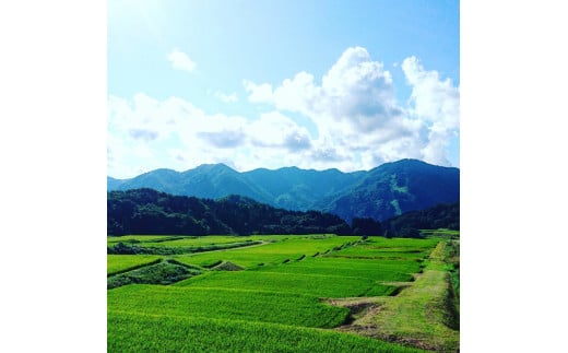 【新米受付・令和7年産米】棚田米 コシヒカリのパックごはん (150g×12個)  NA4216