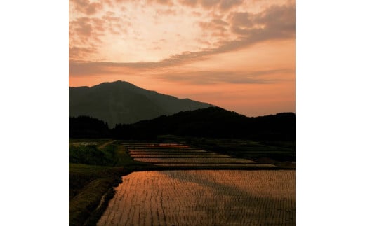 【令和7年産米】【定期便：2ヶ月連続でお届け】新潟県村上市岩船産 棚田米コシヒカリ 4kg（2kg×2袋）+パックごはん(150ｇ×1個) ×2ヶ月 1067141