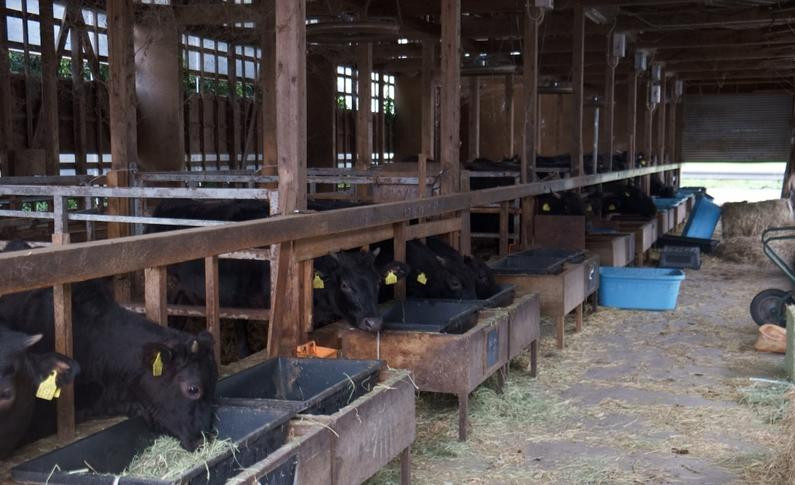 村上牛サーロインステーキ150g×3枚&モモステーキ130g×2枚 にいがた和牛 santaふぁーむ 国産 [1031005]