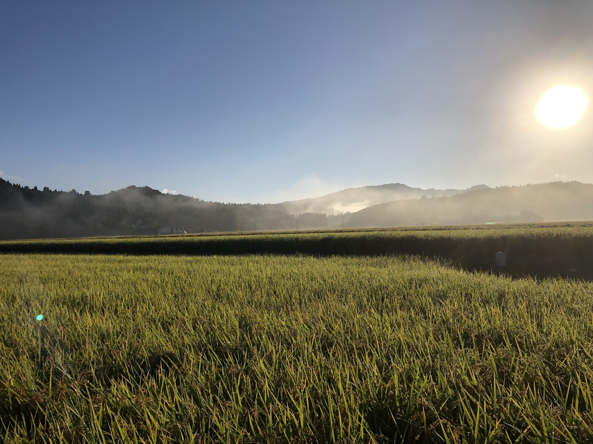 【令和7年産米】新潟県村上市桃川産　直播米　泥根性こしいぶき10㎏ 1040004