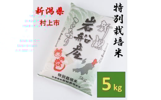 【令和7年産米】特別栽培米 新潟県村上市岩船産 コシヒカリ5kg　1013005　米 白米 精米 お米