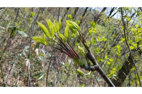 【4月上旬より発送】雪国山菜 コシアブラ 200g×1パック 山菜 採れたて 国産 新潟産 冷蔵便 山菜の女王 こしあぶら 春 天ぷら おひたし パスタ 新潟県 妙高市