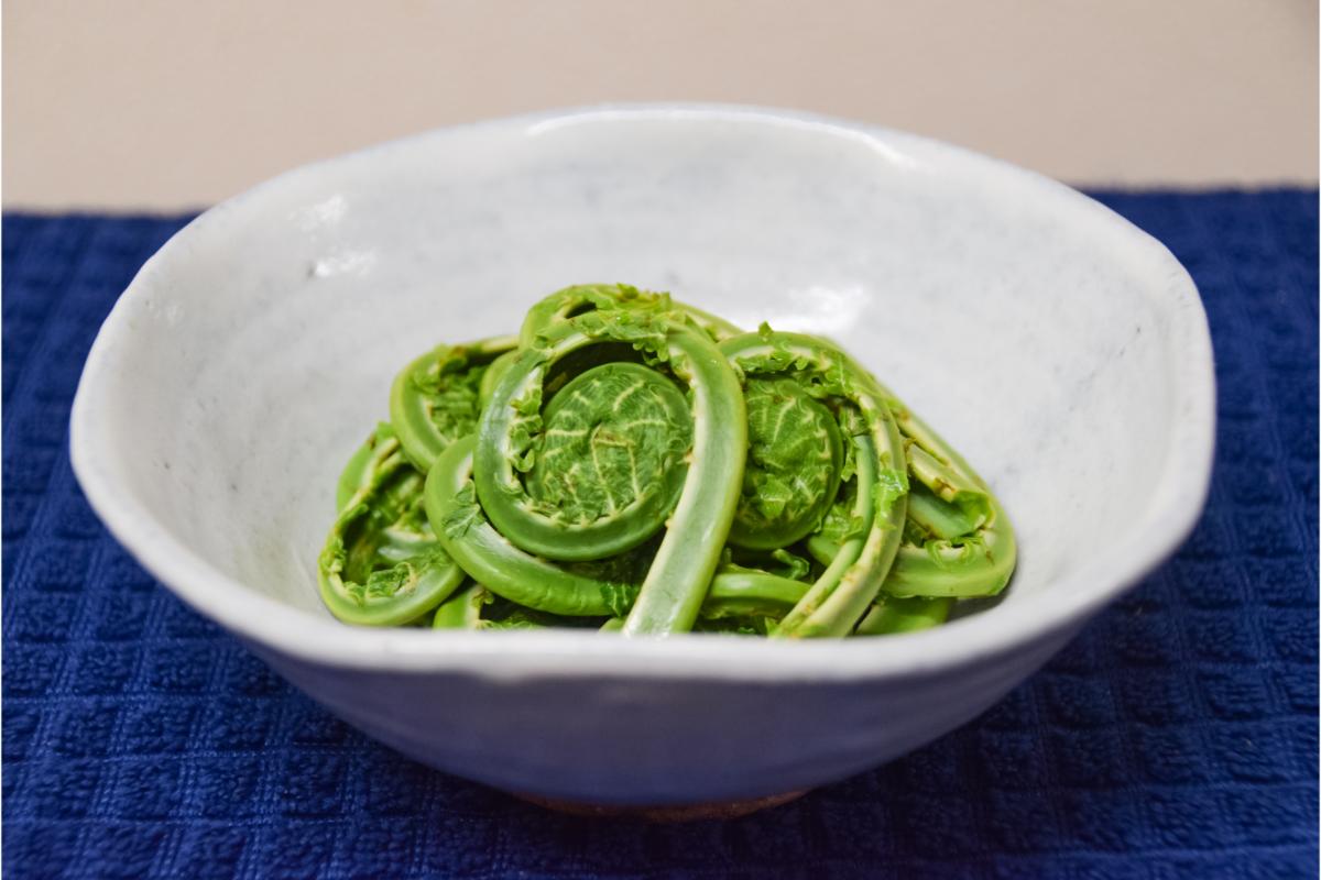 【3月下旬より発送】天然こごみ 山菜 天ぷら ごま和え 春の味覚 産地直送 国産 新潟県 妙高市