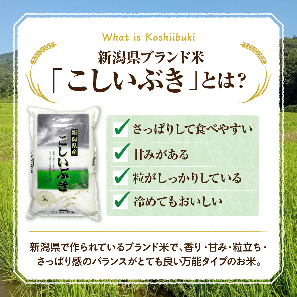 新潟県妙高市猪野山産こしいぶき 5kg