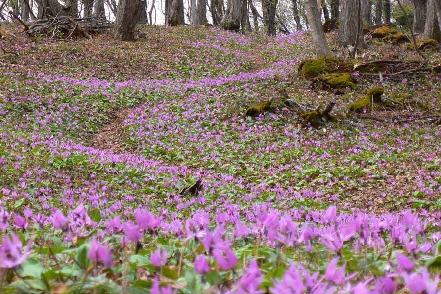 「続日本100名城 鮫ヶ尾城跡 御城印」と「鮫ヶ尾城フェイスタオル」のセット