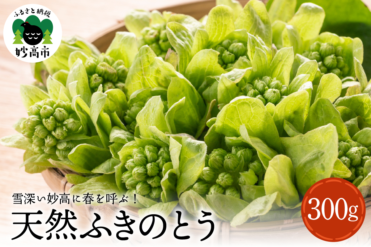 【3月中旬より発送】天然ふきのとう 山菜 天ぷら ふきのとう味噌 春の味覚 産地直送 国産 新潟県 妙高市