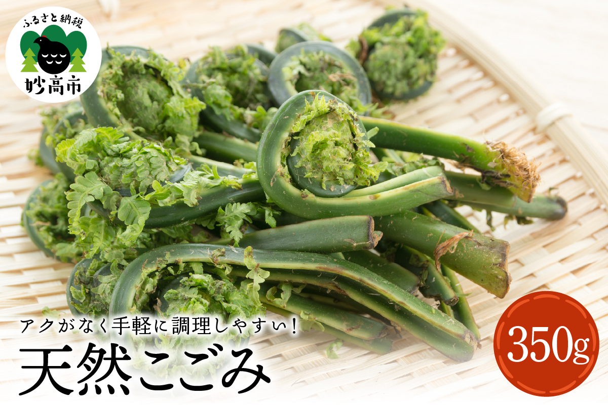 【3月下旬より発送】天然こごみ 山菜 天ぷら ごま和え 春の味覚 産地直送 国産 新潟県 妙高市