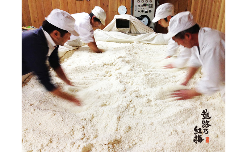 日本酒 越路乃紅梅　純米　1.8L お酒 新潟 上越