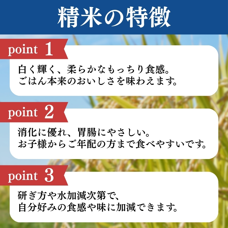 令和7年産 新潟県上越産こしひかり 精米 20kg 6か月定期便 上越市 米 コメ コシヒカリ