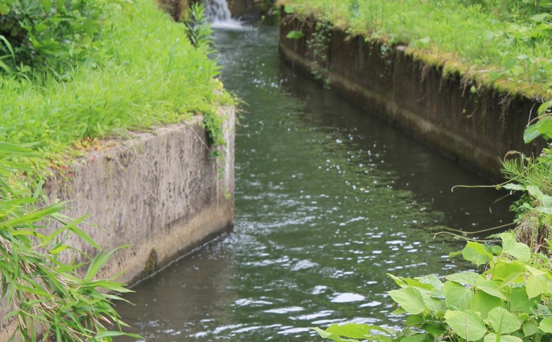 米 【先行予約】上越頸城産 産直こしひかり精米5kg【産地限定】 お米 コメ 精米 上越