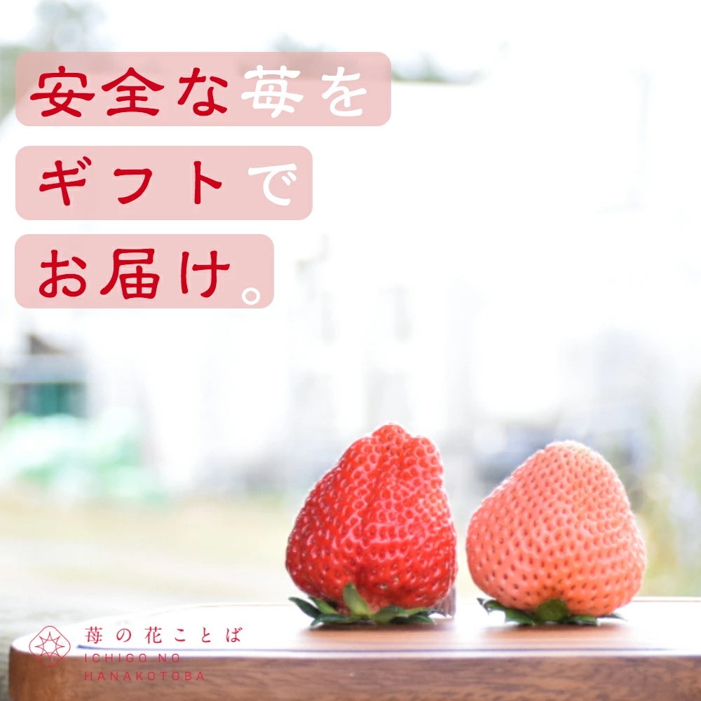 いちご 新潟 雪国完熟越後姫桃薫ダブル（約760g）ギフト箱入り食べ比べセット イチゴ 苺 贈り物 上越