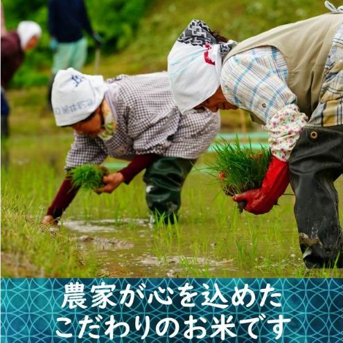 令和6年 新米 新潟県産コシヒカリ えちご上越米　定期便 【6ヶ月連続お届け】5kg×6回 30kg 新潟 米 新潟県 こしひかり 限定 おすすめ　定期便　お届け：寄附の入金の翌月より計6回、毎月中旬ごろに発送いたします。