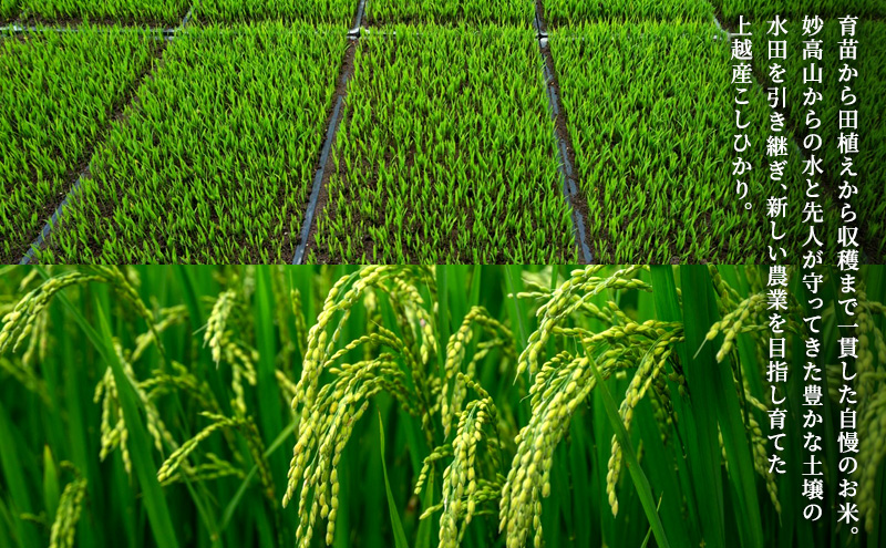 新米 令和7年 新潟県上越産 こしひかり『和泉』27kg 27キロ上越市 精米 米 ギフト 喜ばれる