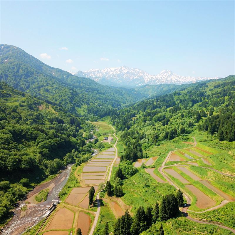 令和7年産 先行予約 新潟県上越市名立区産 コシヒカリ 棚田米 「灘立銀嶺米 光」  30kg 上越市 精米 米 コメ ブランド米