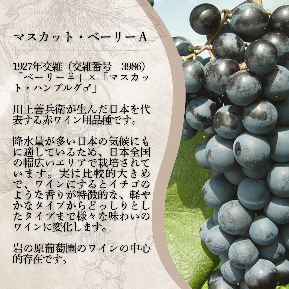ワイン 岩の原ワイン マスカット・ベーリーA お酒 おすすめ 岩の原 ふるさと納税 おすすめ 酒 新潟 上越