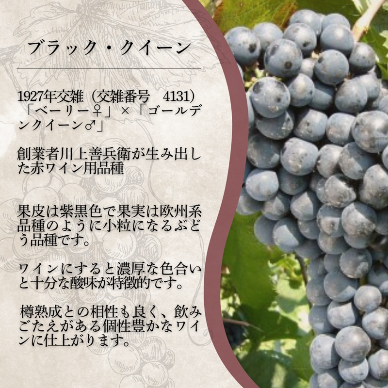 ワイン 岩の原ワイン ブラック・クイーン ( 赤ワイン 720ml ) お酒 岩の原 ふるさと納税 酒 新潟 上越