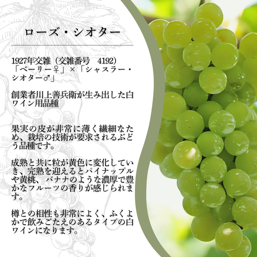 ワイン 希少ぶどう品種 岩の原ワイン ローズ・シオター お酒 岩の原 希少 善兵衛 プレミアム 新潟 上越