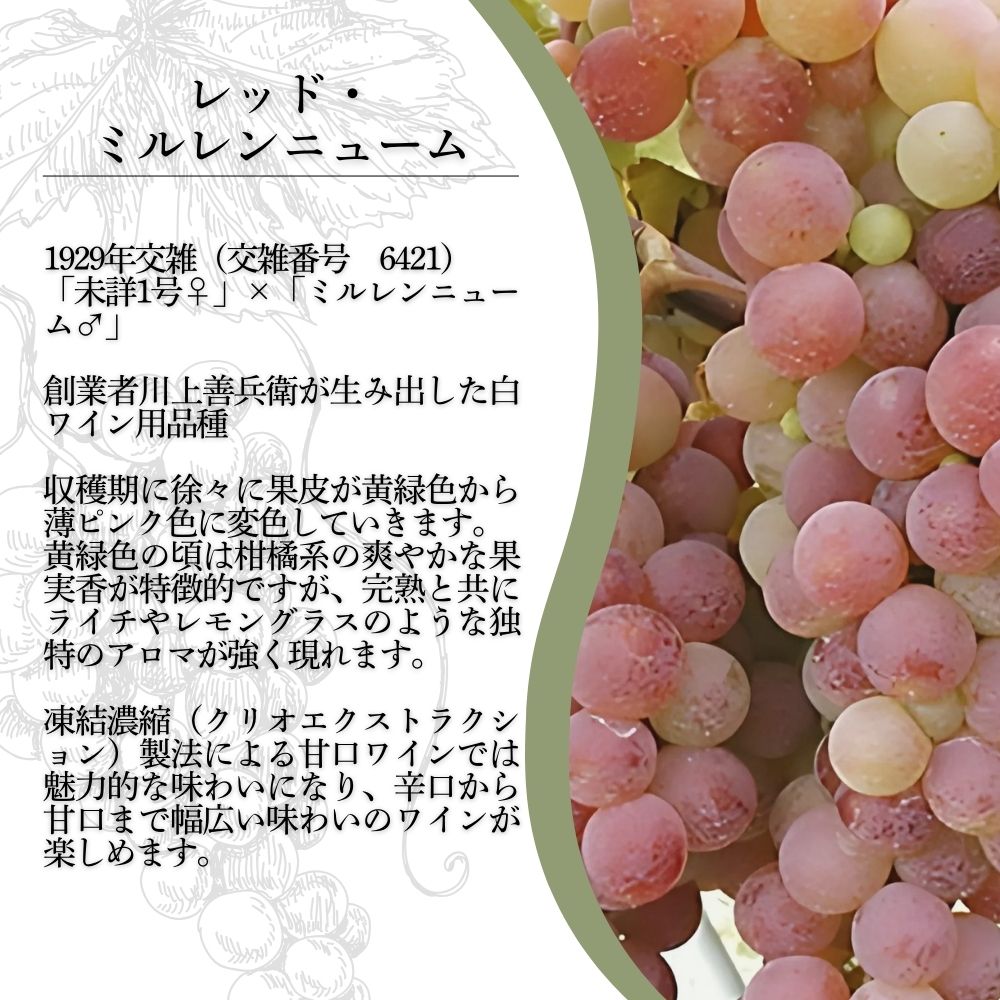 ワイン 希少ぶどう品種 岩の原ワイン レッド・ミルレンニューム 辛口 お酒 希少 ぶどう 岩の原 新潟 上越