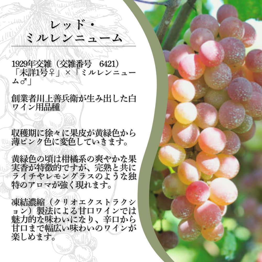 ワイン 希少ぶどう品種 岩の原ワイン レッド・ミルレンニューム 甘口 お酒 希少 ぶどう 岩の原 新潟 上越