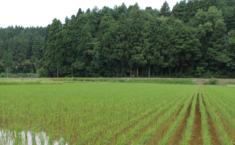 米 【先行予約】上越頸城産産直こしひかり精米5kg×2【産地限定】 お米 コメ 精米 上越