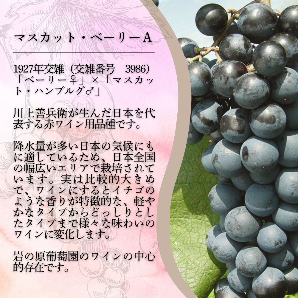 ワイン 岩の原スパークリングワイン ロゼ1本 マスカット・ベーリーA （750ml） 酒 ギフト 新潟 上越