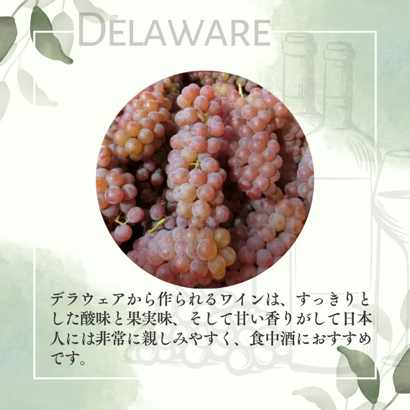 ワイン 岩の原ワイン 酸化防止剤無添加 白 やや甘口 2本セット 新潟 上越 甘口 11％ 酒 アルコール ギフト