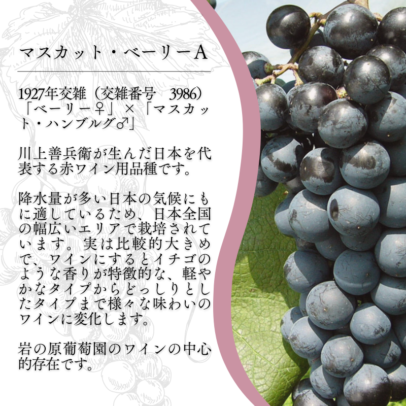 ワイン 岩の原ワイン 酸化防止剤無添加 赤 辛口 2本セット マスカットベーリーA お酒 岩の原 新潟 上越 ギフト