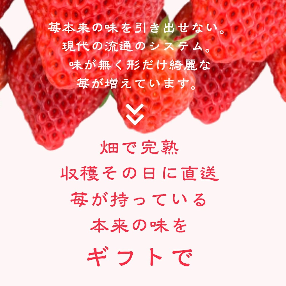 いちご 新潟 雪国完熟越後姫桃薫ダブル（約760g）ギフト箱入り食べ比べセット イチゴ 苺 贈り物 上越