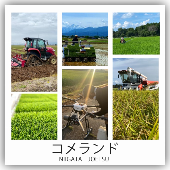 令和6年産 上越市産 コシヒカリ 5kg 新米 精米 新潟 米 新潟県 こしひかり 限定 おすすめ