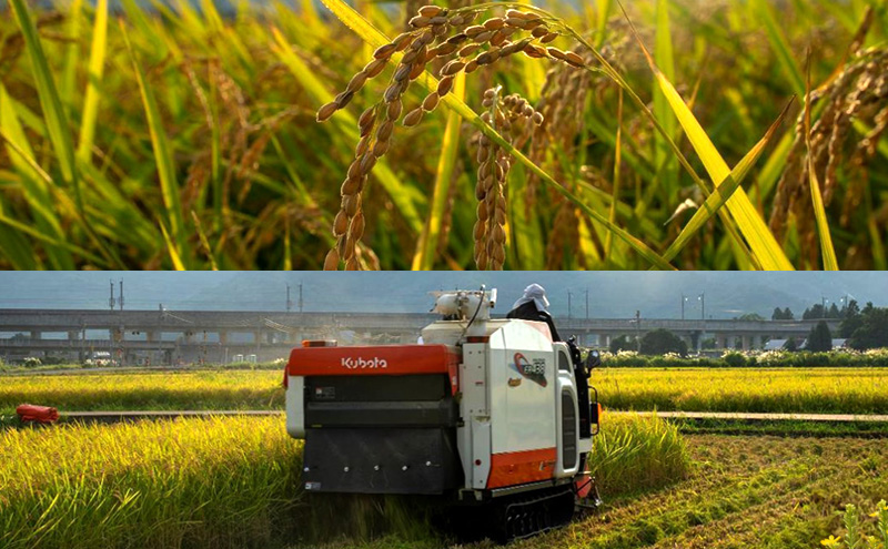 新米 令和7年 新潟県上越産 こしひかり『和泉』27kg 27キロ上越市 精米 米 ギフト 喜ばれる